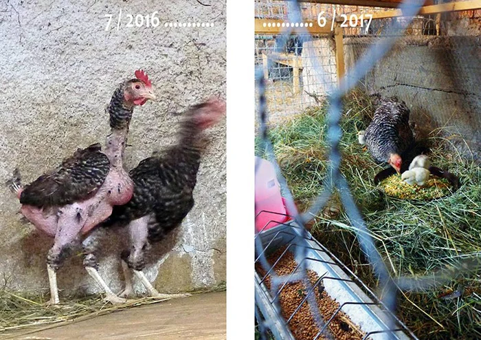 Slepice v chovu – vývoj od roku 2016 do 2017