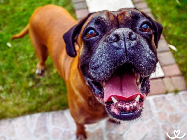 Šťastný boxer hledící nahoru na zahradě.