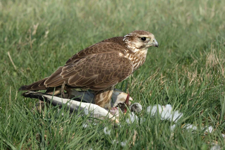 Raptor with prey