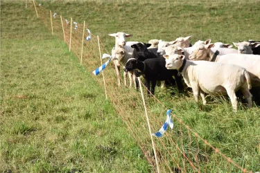 Sheep on electric fence