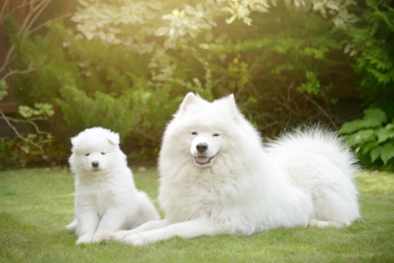 Bílý samojed štěně vedle dospělého psa na trávníku.