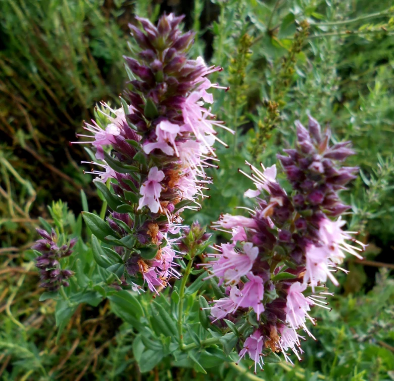 Květy byliny yzop (Hyssopus officinalis) v přírodě.
