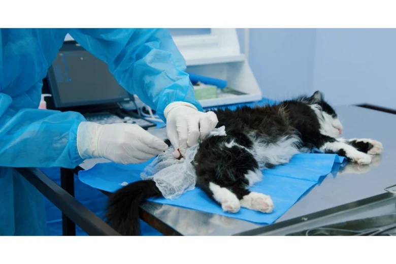 Veterinář operuje kočku po kastraci v nemocnici.