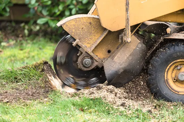 Stump grinder pracuje na odstranění pařezu v trávníku
