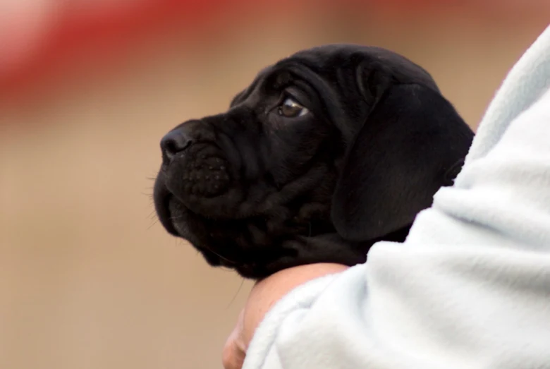 Černý štěně pes rasa Cane Corso v náručí
