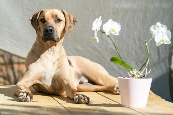 Rhodéský ridgeback leží vedle květináčové orchideje.