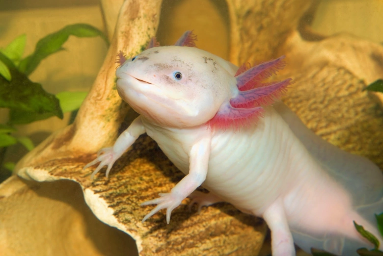 Bílý axolotl s růžovými žábry v akváriu na dřevě.