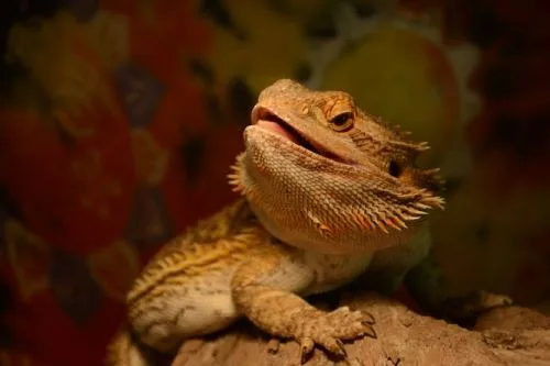 Agama sedící na kameni s otevřenou tlamou