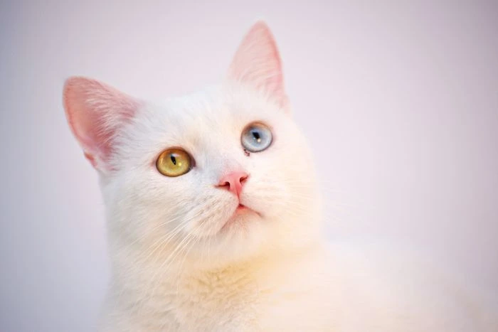Bílá kočka s heterochromií – jedno modré oko