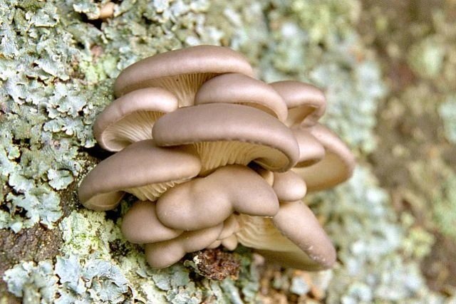 Svěží hříva ústřičná rostoucí na kůře stromu.