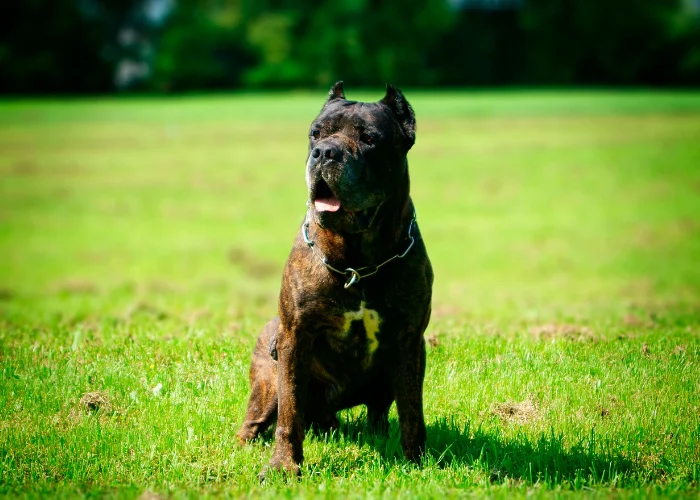Velký pes bandog sedí na trávníku venku.