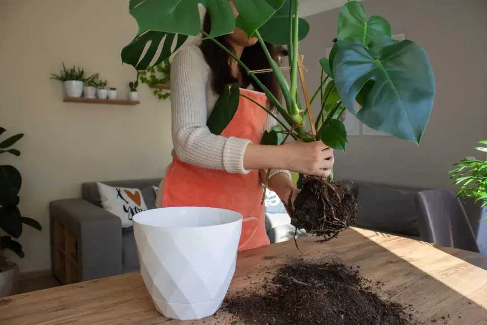 Žena přesazuje tropickou rostlinu do nového květináče.
