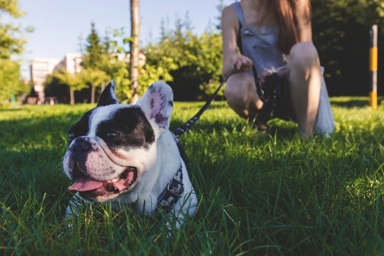 Pes na vodítku s majitelem v trávě