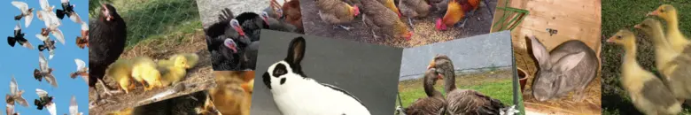 Kolekce různých druhů kuřat a drůbeže na farmě.