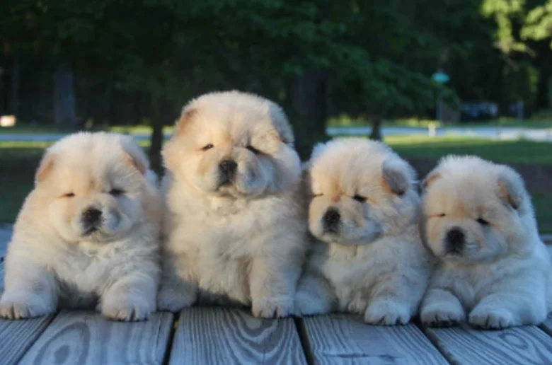 Čtyři bílí štěňata chow-chow sedící na dřevěné terase