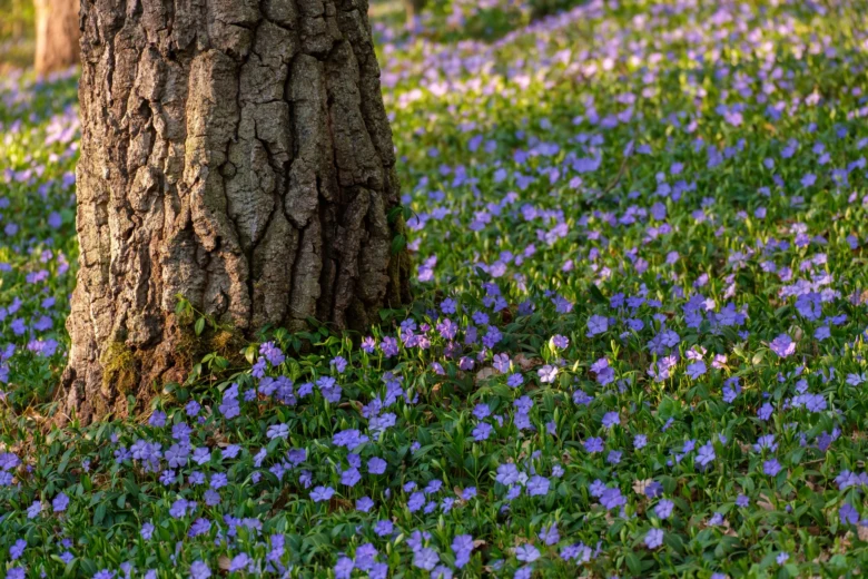 Purple groundcover flowers under tree