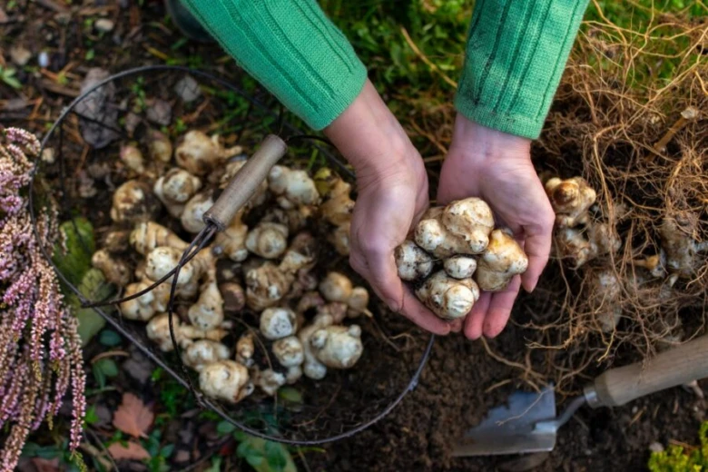 Ruční sběr židovských brambor z půdy s kořeny v zahradě