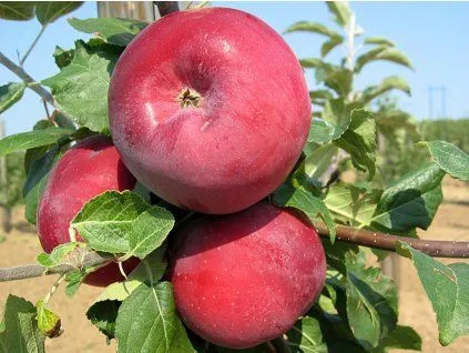 Red apples on tree