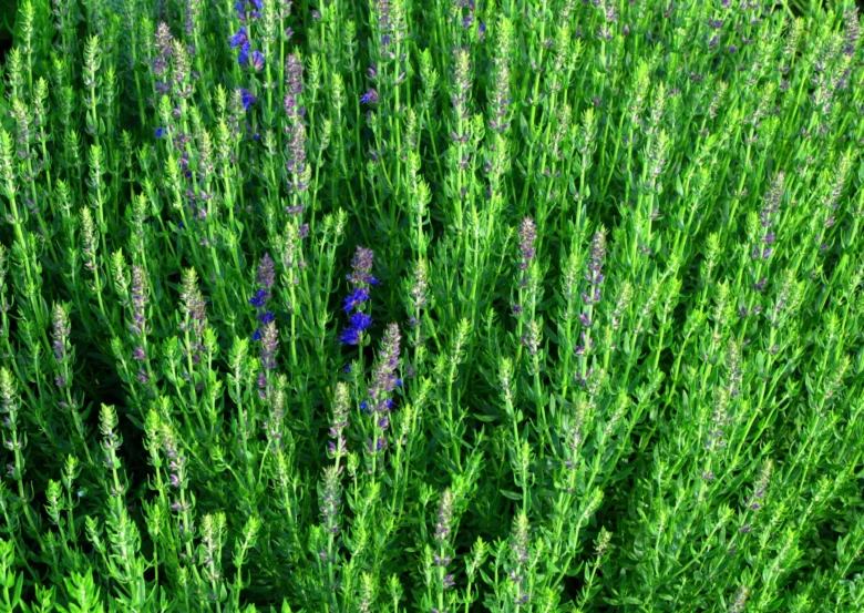 Poleh Hyssopus officinalis s fialovými květy na zeleném pozadí.