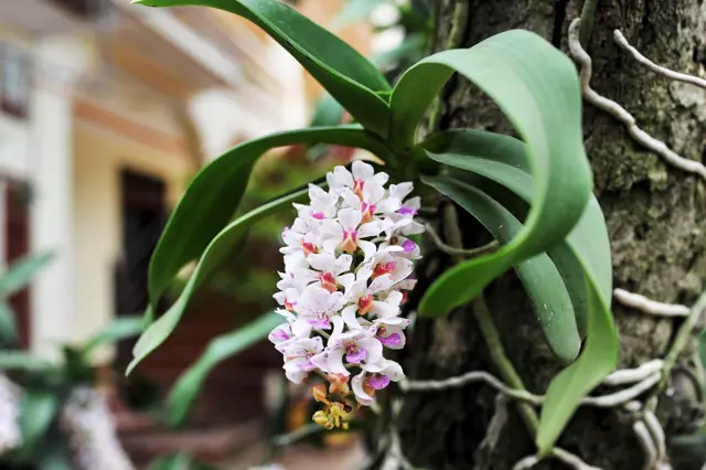 Bílo-růžová orchidej rostoucí na kmeni stromu