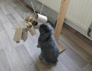 Šedý králík hraje s visícími kartonovými hračkami.