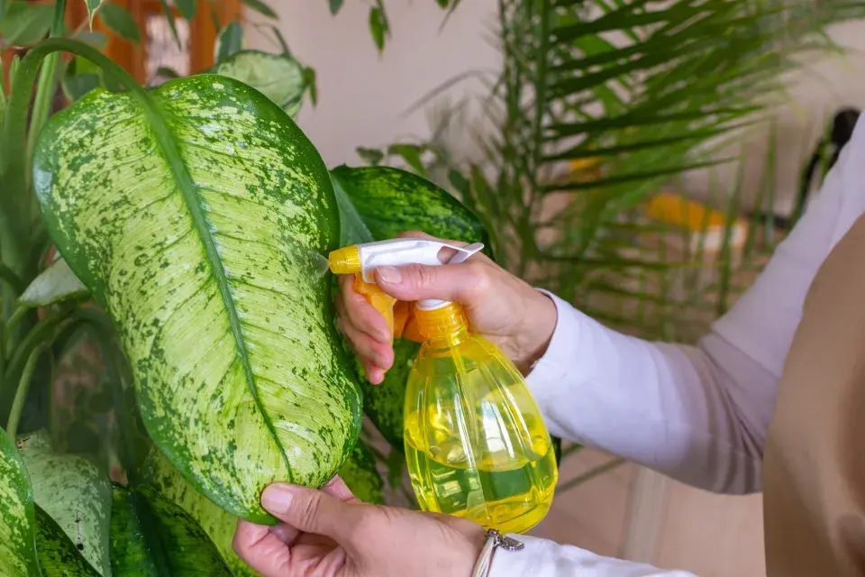 Rozprašování vody na listy tropické pokojové rostliny.