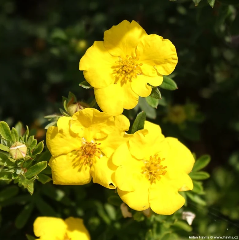 Žluté květy rostliny Potentilla fruticosa na zeleném pozadí.