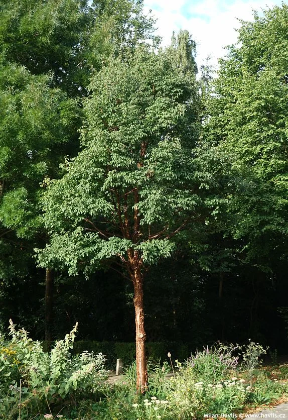 Dospělý Acer griseum v zahradě s okolní zelení.