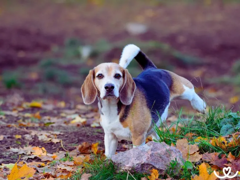 Mladý basset hound štěně venku v podzimu.