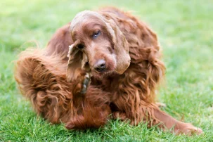 Irish Setter pes leze na uchu v trave