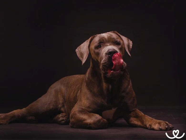 Hnědý pes rasy Cane Corso ležící na tmavém pozadí.
