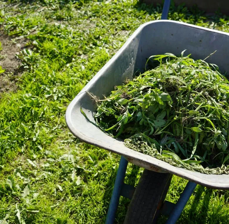 Kočár plný vytrvalých plevelů po jejich odstranění z trávníku.