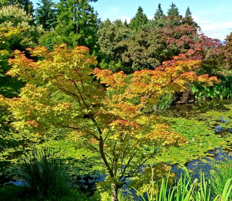 Japonský javor Acer griseum s barevnými listy u jezera