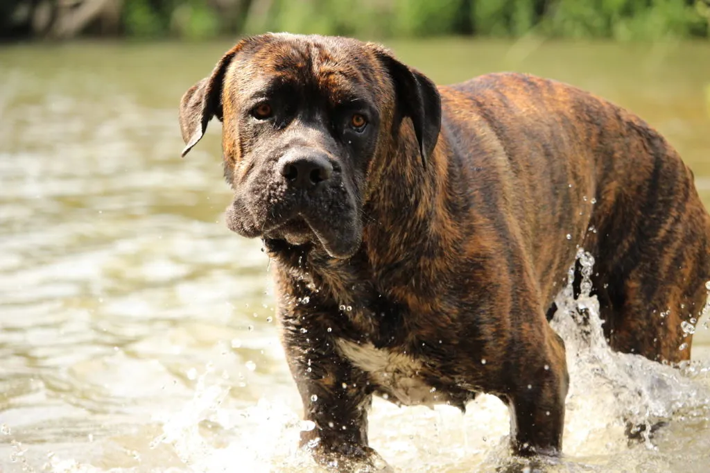 Hnědý Cane Corso vodě, aktivní a zdravý