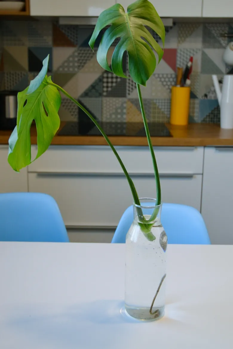 Monstera řezanka v nádobce s vodou pro množení.