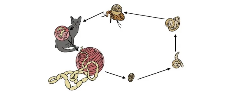 Ilustrace života červů v kočičím trávicím traktu.