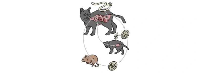 Cyklus Toxoplasmózy u koček a myší