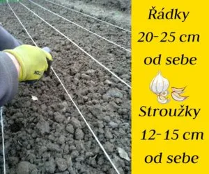 Sazení česneku do řádků s uvedením vzdálenosti mezi řadami.