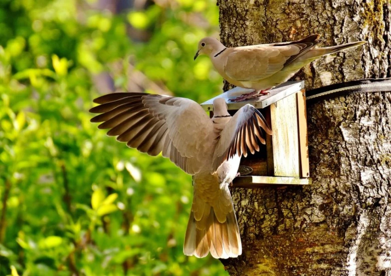 Doves on nesting box