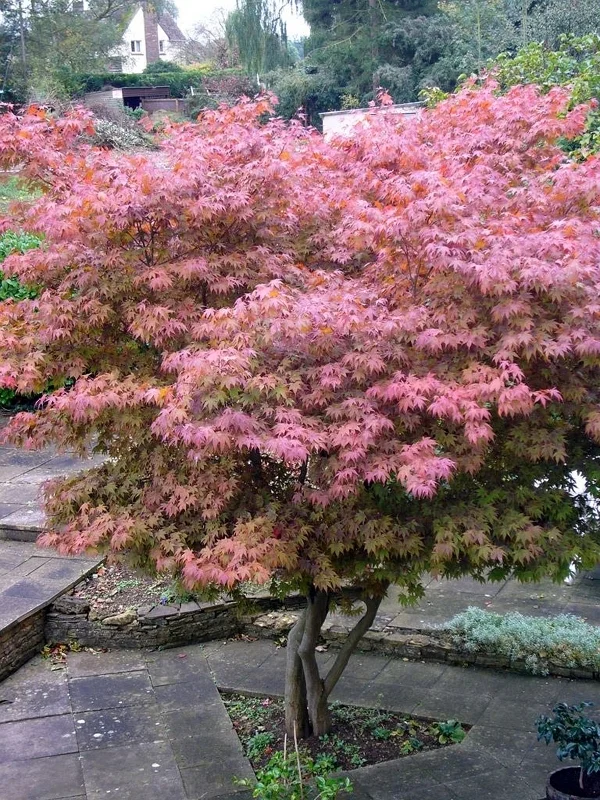 Růžový listnatý javor Acer griseum v zahradě