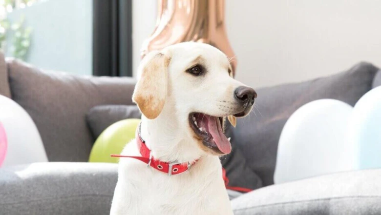 Šťastný bílý labrador s červeným obojkou sedí na gauči.
