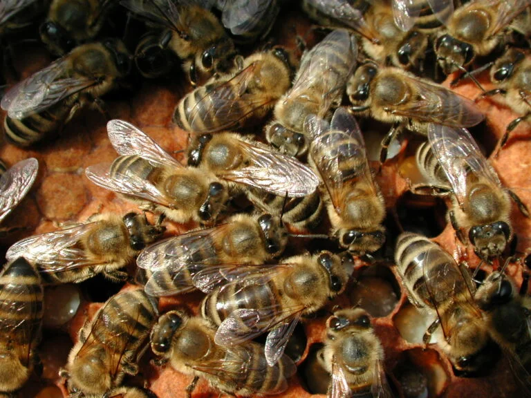Honeybees on comb