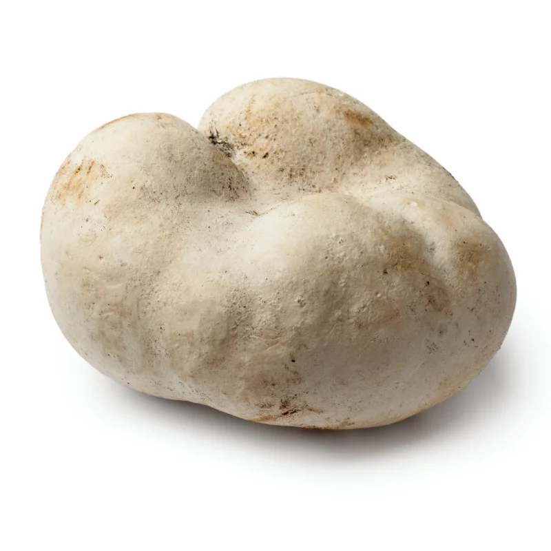 Bílý hřib Tuber magnatum na bílém pozadí.
