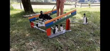 Králík skáče přes překážku pro cvičení agility venku.