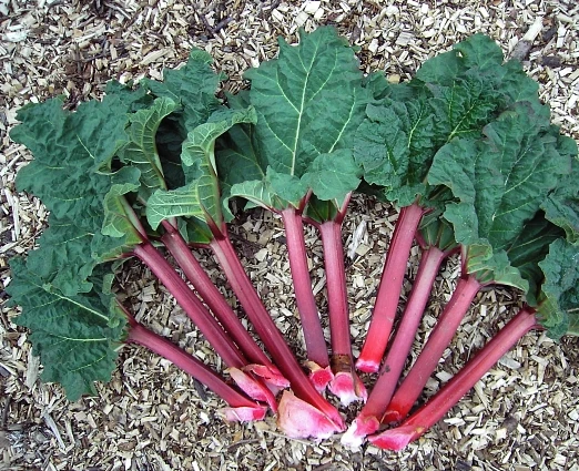 Zralá rebarbora s červenými stonky a zelenými listy v zahradě
