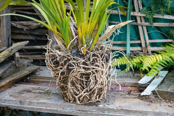 Orchidej cymbidium s odhaleným kořenovým systémem bez zeminy.