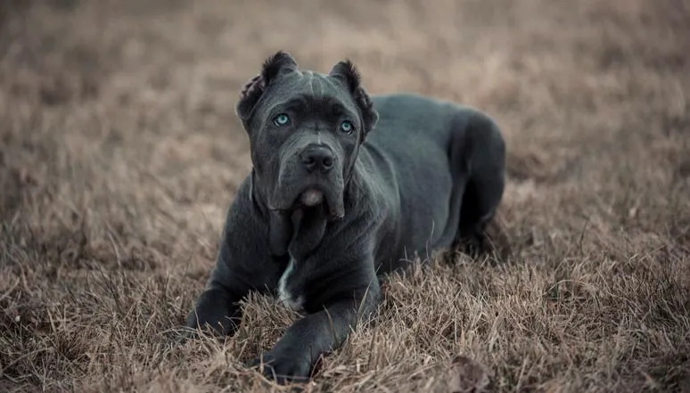 Černý pes bandog leží na suché trávě a dívá se do kamery.
