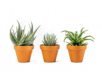 Tři druhy sukulenty aloe v keramických hrncích na bílém pozadí.