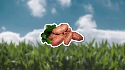 Sklizené brambory s listím na pozadí zeleného pole.