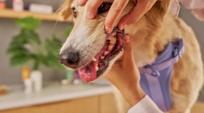 Veterinář zkoumá zuby psa v ordinaci.